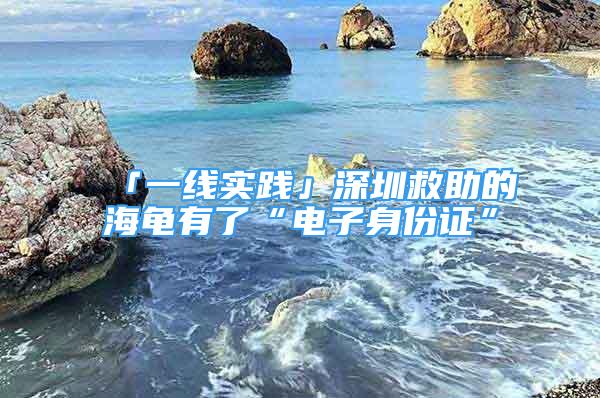 「一线实践」深圳救助的海龟有了“电子身份证”